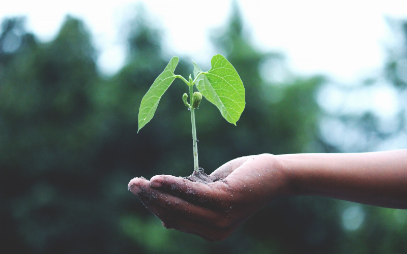 image of a hand with a green leaf showing how we live the Aveda mission with cruelty-free products that are ethically and sustainably sourced, produced with 100% wind power and packaged using 100% post-consumer recycled materials. 